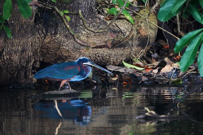 探秘在热带雨林----秘鲁亚马逊