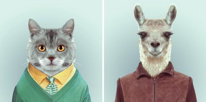 时髦透顶的动物肖像照