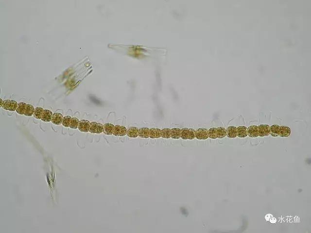 高清图谱中水体浮游生物绿藻门以外的浮游植物51种
