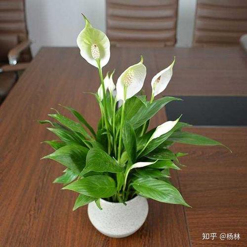 推荐白掌,又名:一帆风顺. 好养好看,干净纯洁. 图是百度的,侵删.