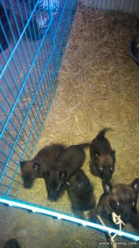 黑红小马犬出售