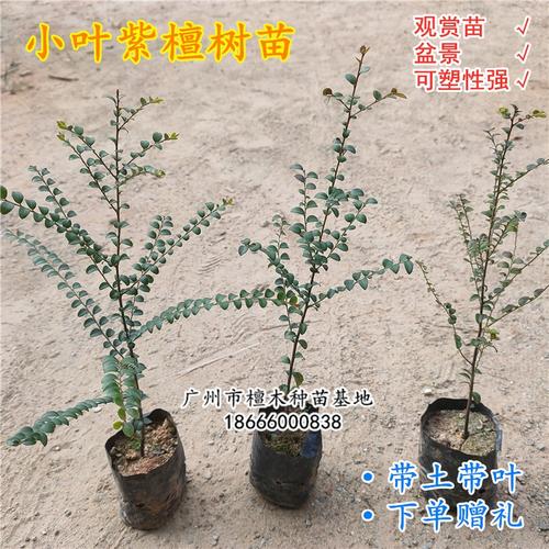 包邮名贵苗木正宗沉香树苗海南黄花梨树苗金丝楠木苗小叶紫檀苗