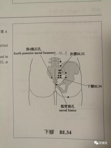 注:次髎(bl32)下触摸到的第2个凹陷即第4骶后孔,横平骶管裂孔.