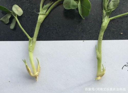 花生果针多是艾乐美公司最新推出的促进花生早开花下针的一款新产品