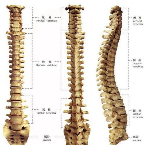 腰椎