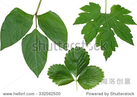 long bean bitter melon and strawberry leaf isolated on white