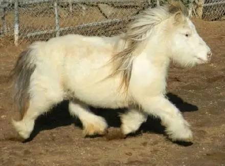 有这样的一群小短腿,萌的没有重点 怎么看都很萌.