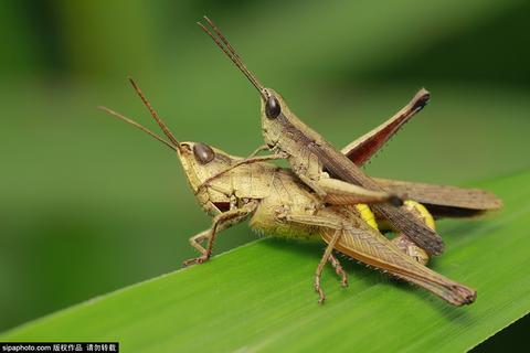 缠绵悱恻!印尼摄影师近距拍昆虫交尾