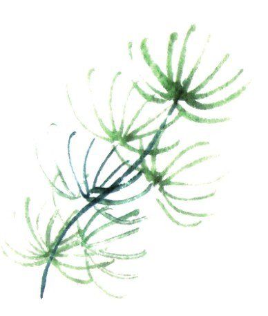 【图文教程】国画水草的步骤画法