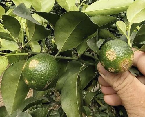 ③脐橙涂白防灼,后发现部分果面有坏死下陷现象.