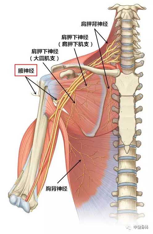 4,单独尺侧手指发麻:间歇性,优先考虑冈下三肌腋神经出口加胸小肌