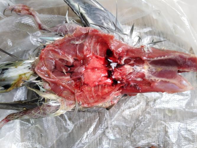 一只鹦鹉的解剖