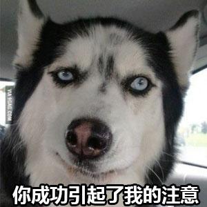 哈士奇二哈邪魅你成功的引起了我的注意gif动图_动态图_表情包下载