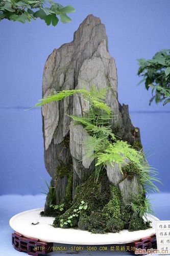 经典艺术盆景欣赏