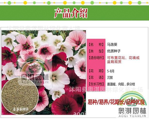 花种子 马洛葵 锦葵种子 蜀葵 红花葵 花卉种子 盆栽好种货到付款