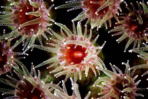 珊瑚虫长什么样的