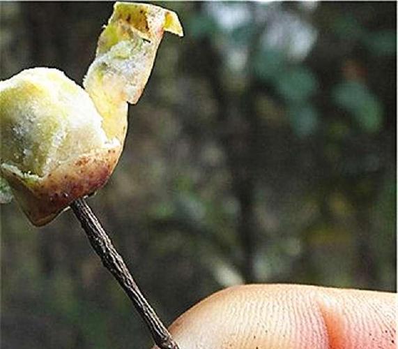 冬天金黄的"苦莲子"开花了,用它做诱饵还能钓鱼!
