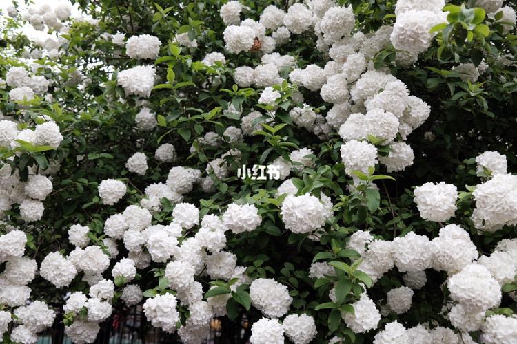 长沙烈士公园|超美绣球花_绣球花_烈士公园_出行_人文风光展示_景点