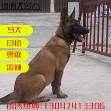 出售马犬活体幼犬纯种比利时血统爆红马犬看家护院狗狗宠物活体