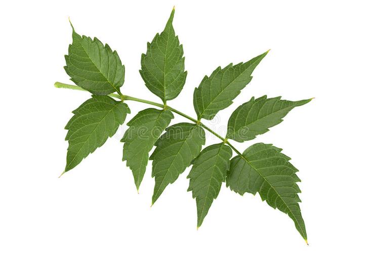 在白色的凌霄花叶子