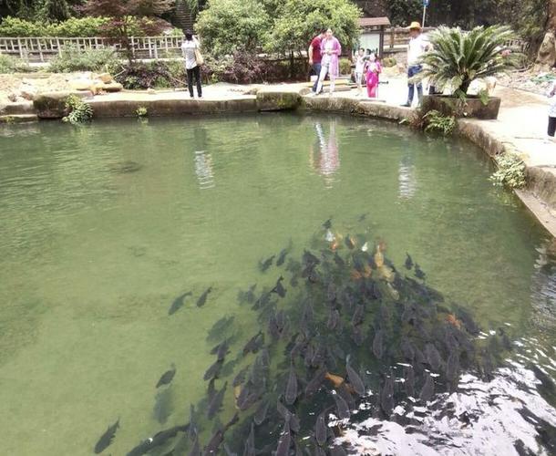 十亩鱼塘不用租金,投资8万元养鱼,让它血本无归,到底什么原因?