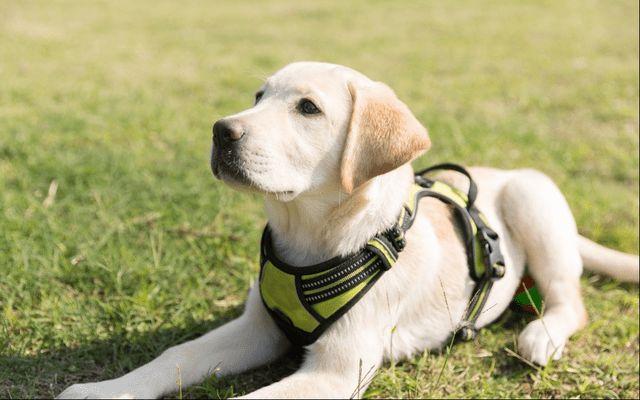 拉布拉多的 iq是排名前十的,所以训练它并不难