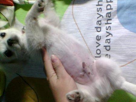 如何分辩公狗和母狗