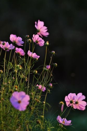 迷离中的格桑花