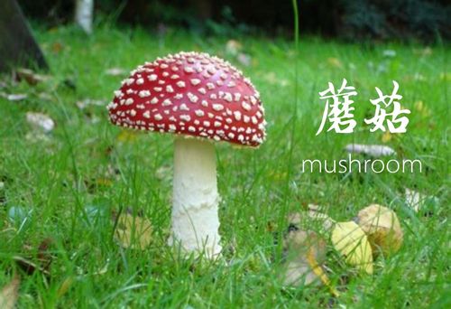 蘑菇用英语怎么说?