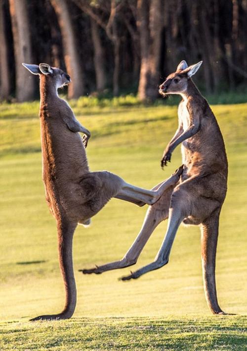 澳两袋鼠为争"美人"互殴 上演"跆拳道"大战