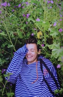 harry styles 哈卷