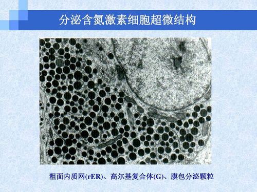 粗面内质网(rer),高尔基复合体(g),膜包分泌颗粒 分泌含氮激素细胞