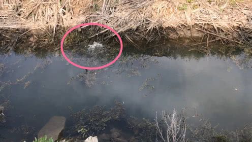 兄弟几人去摸鱼抓鳖,刚要进入芦苇发现一条水蛇,赶紧撤退