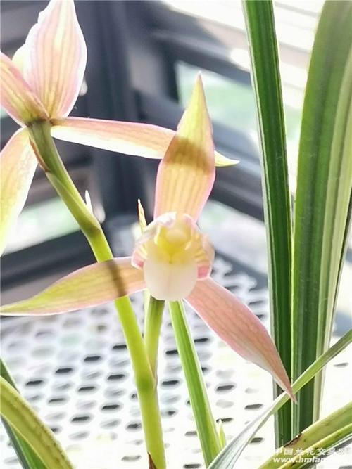 春剑彩素第二朵开放