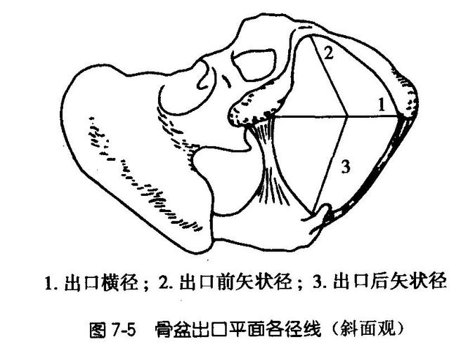  p>骨盆(pelvis)是 a href="#" data-lemmaid="7250752">躯干 /a>和