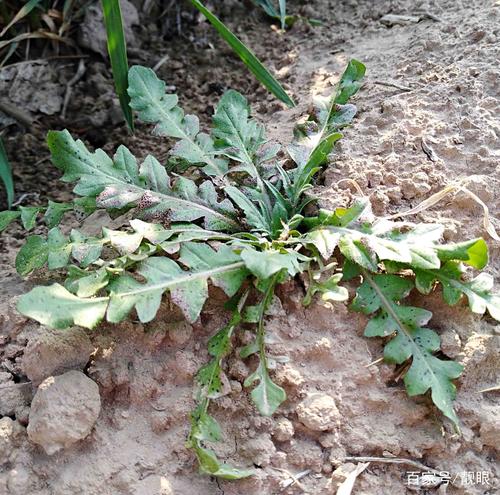 农村5种常见小草,其貌不扬,却能吃能治病,见了别忘采