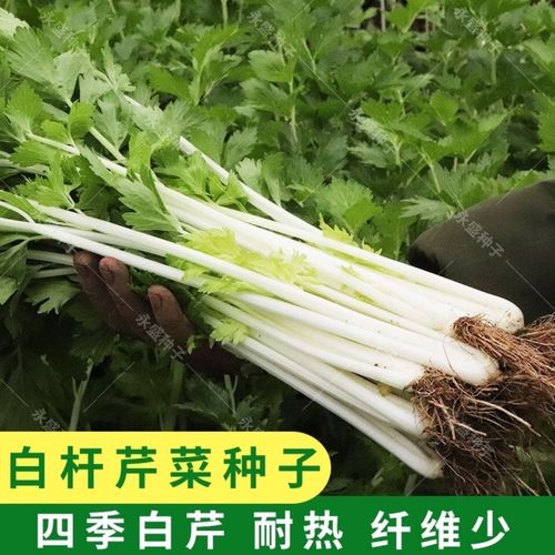 白芹菜种子 白杆抗热耐寒春季秋季纤维少口感好阳台