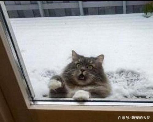 下雪天,有猫会更配哦 喵:我就是冰天雪地里的那