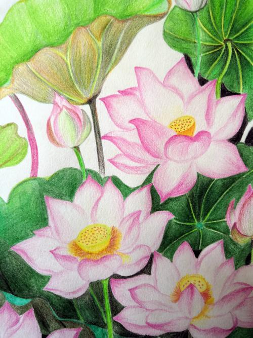 荷花 彩铅