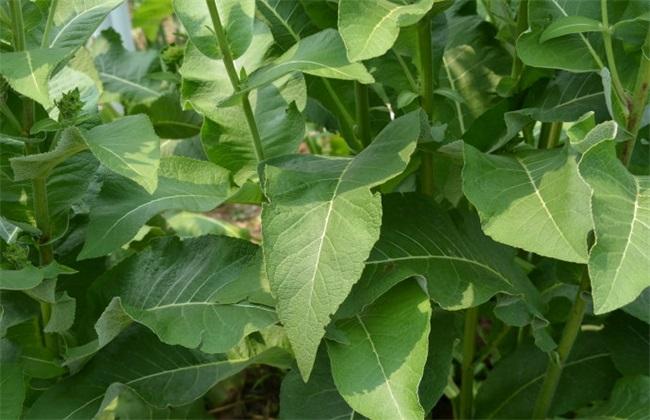 土木香的人工种植技术