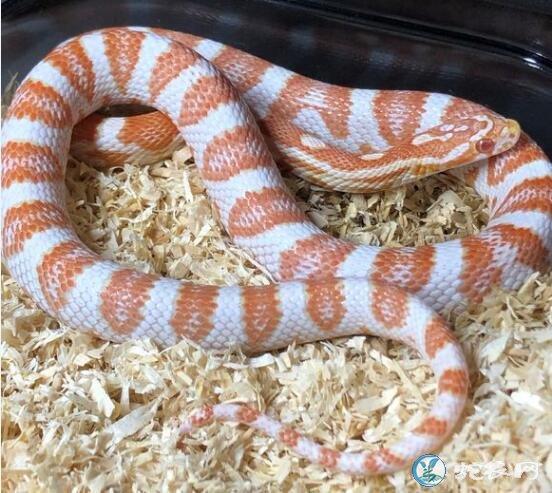 玉米蛇的白化红和糖果怎么区分