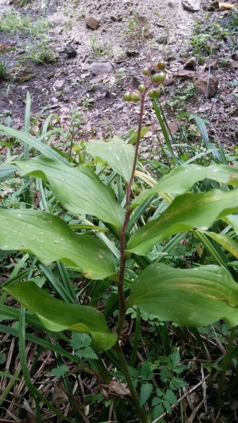 祛痰止血消痈肿,补肾壮阳强男根.