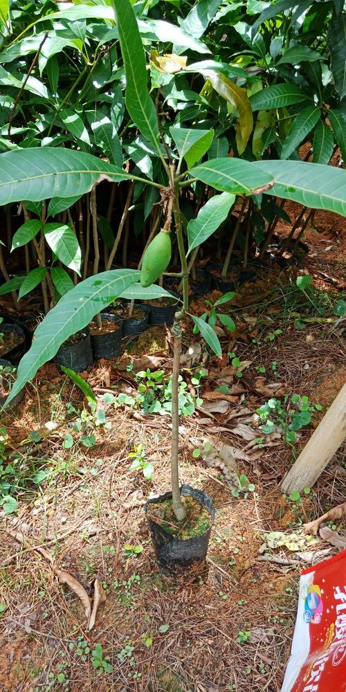 桂七芒果苗 3年苗地径3公分大带土球发货的