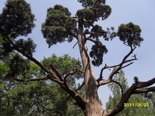 沂南古树名木—石门亭将军松