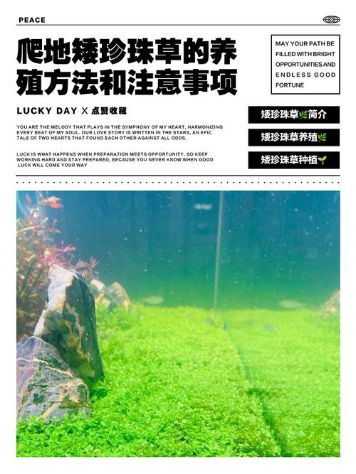 爬地矮珍珠草的养殖方法和注意事项