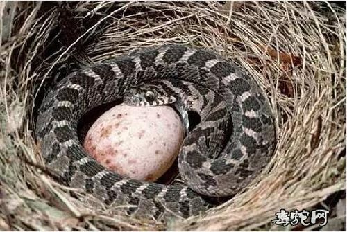 非洲食蛋蛇长什么样非洲食卵蛇图片大全