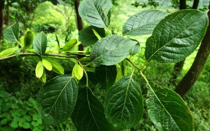 杜仲的好处妙用