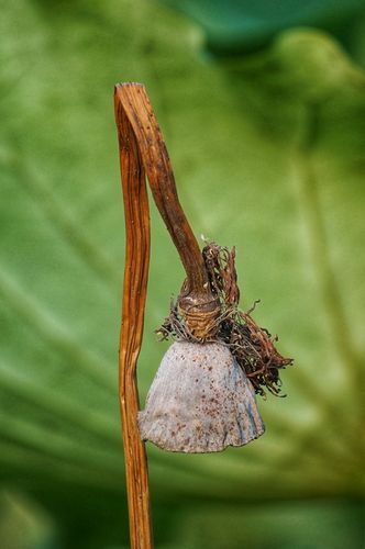 残荷之美是悲壮,是孤傲,还有愤世,那枯微的枝条和莲蓬,在淡淡的青塘中