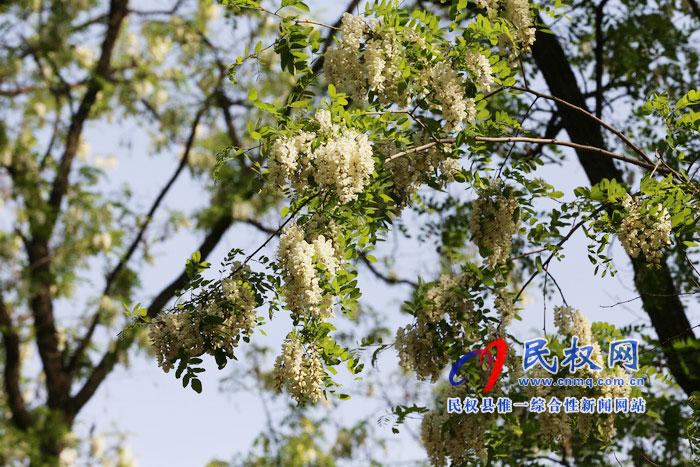 河南民权:又是槐花飘香时