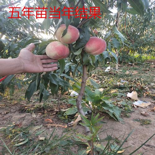 购客桃树苗嫁接水蜜桃树苗锦绣黄桃苗当年结果苗映霜红冬桃树苗易购客